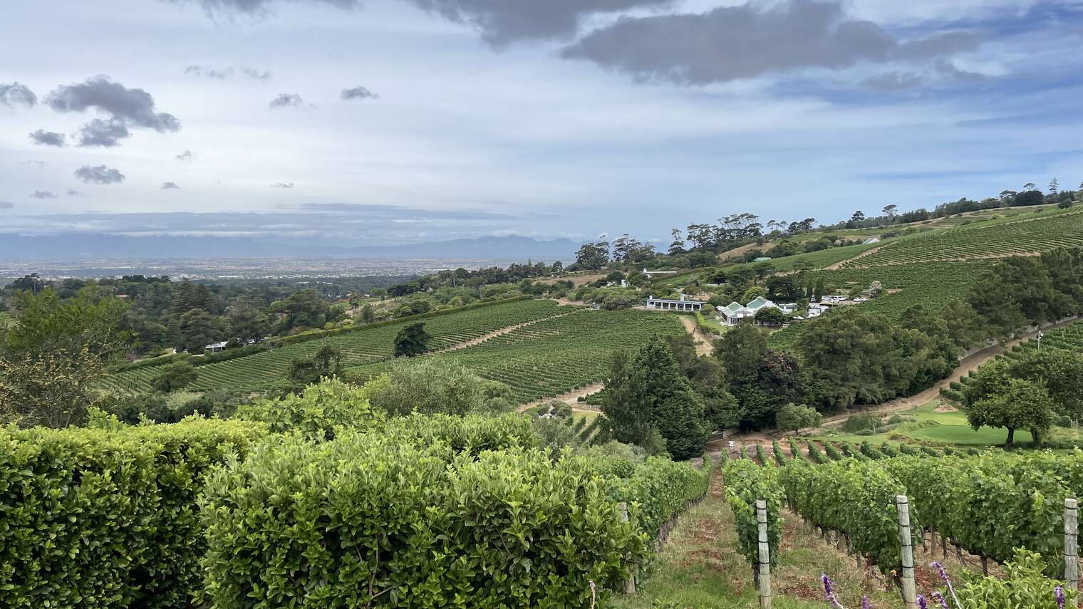 Beau Constantia