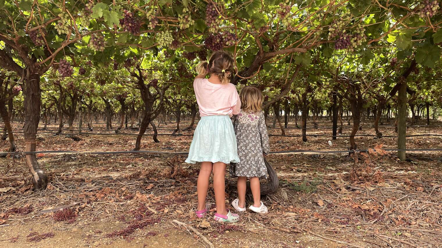 Grape eating girls