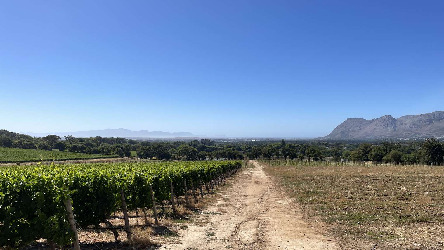 Groot Constantia vine fields