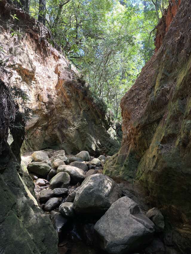 Newlands forest